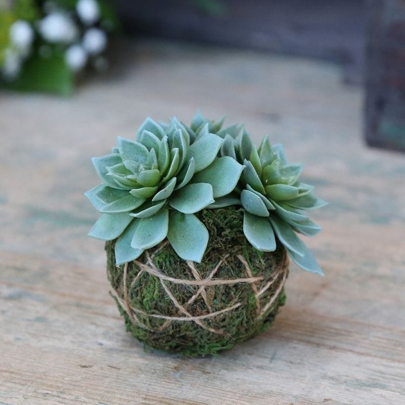 Fleur Sempervivum with Moss Ball - 8cm | Decorative Accessories | Faux Plants | The Elms