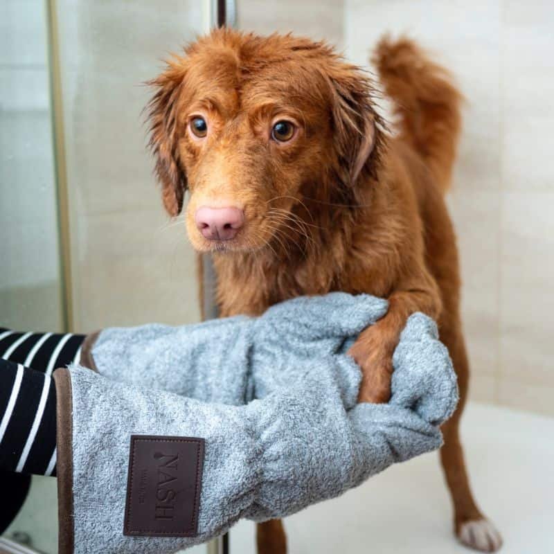 Pet Bathing | Pet | Pet Care | The Elms