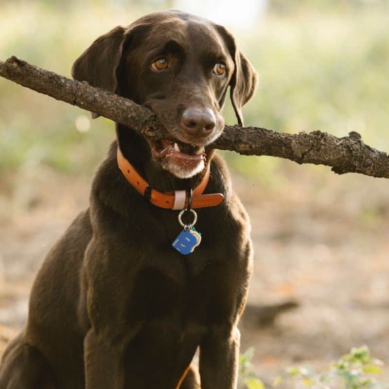 Dog Collars | Pets | Pet Accessories | The Elms