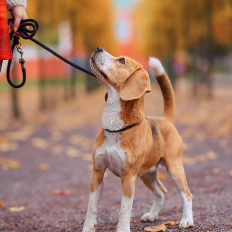 Dog Leads | Pets | Pet Accessories | The Elms