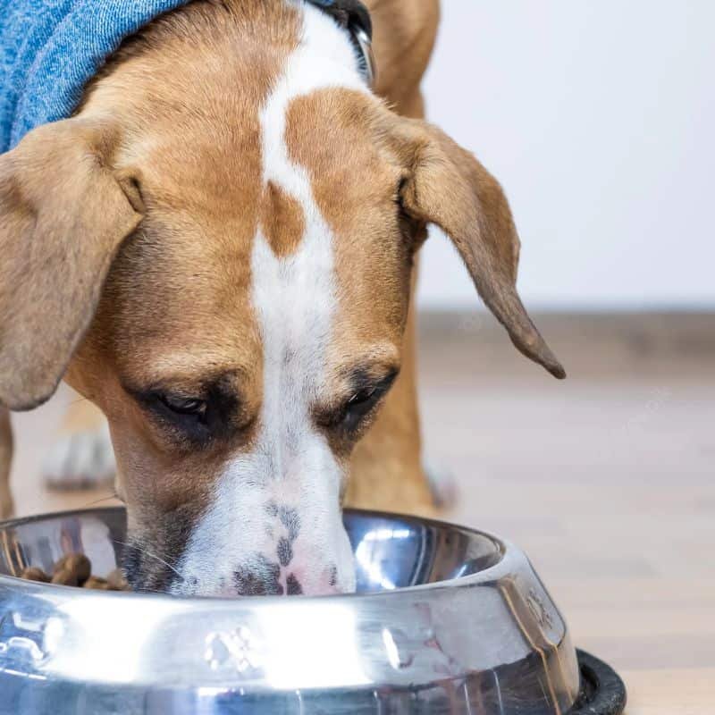 Food Bowls | Pet | Pet Care | The Elms