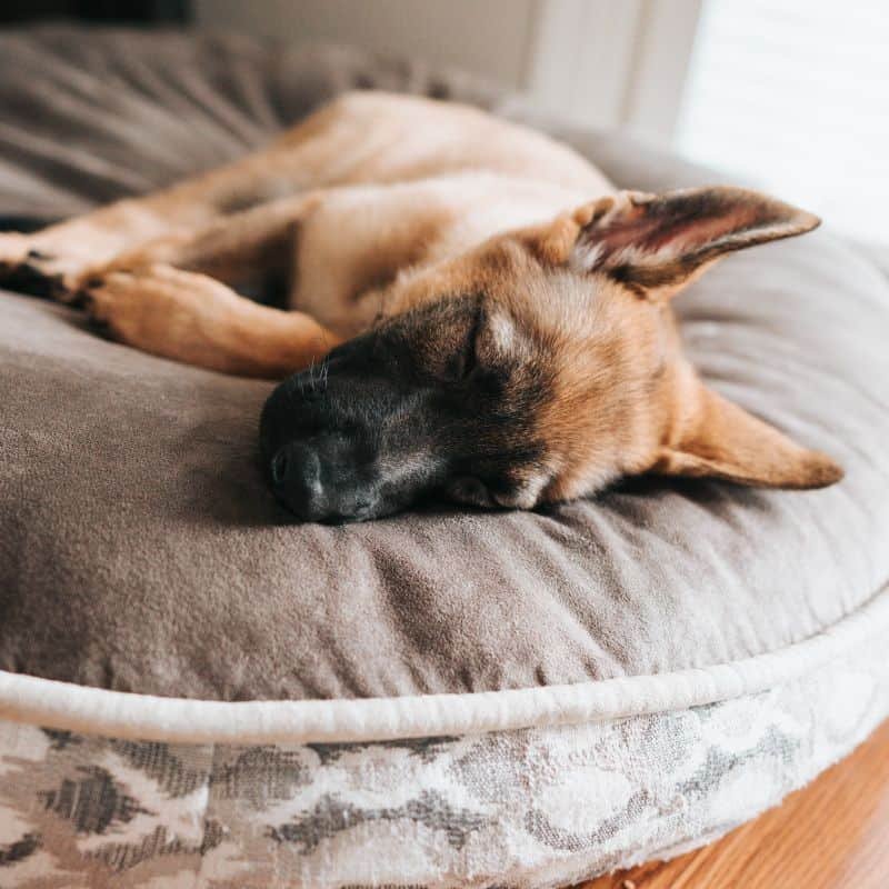 Pet Comfort | Pets | The Elms