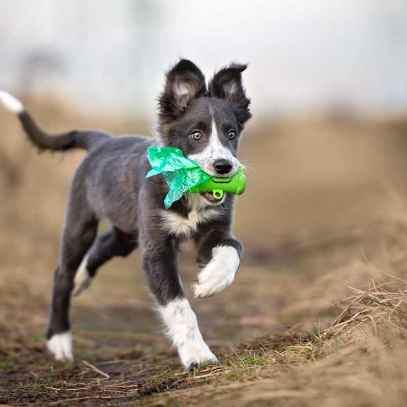 Pet Waste Disposal | Pet | Pet Care | The Elms