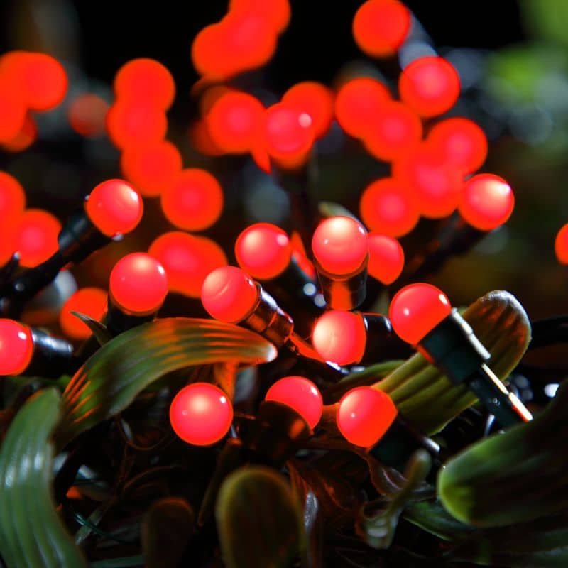 50 Fit & Forget Berry Lights - Red - Battery Operated | Christmas | Christmas Lights | The Elms