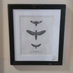 Augusta - Hawk Moth - Small | Home Decor | Art | The Elms