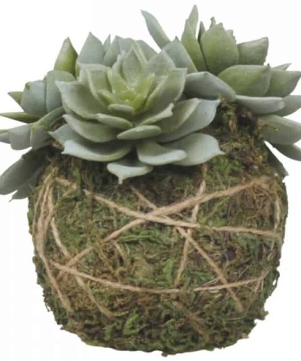 Fleur Sempervivum with Moss Ball - 8cm | Decorative Accessories | Faux Plants | The Elms