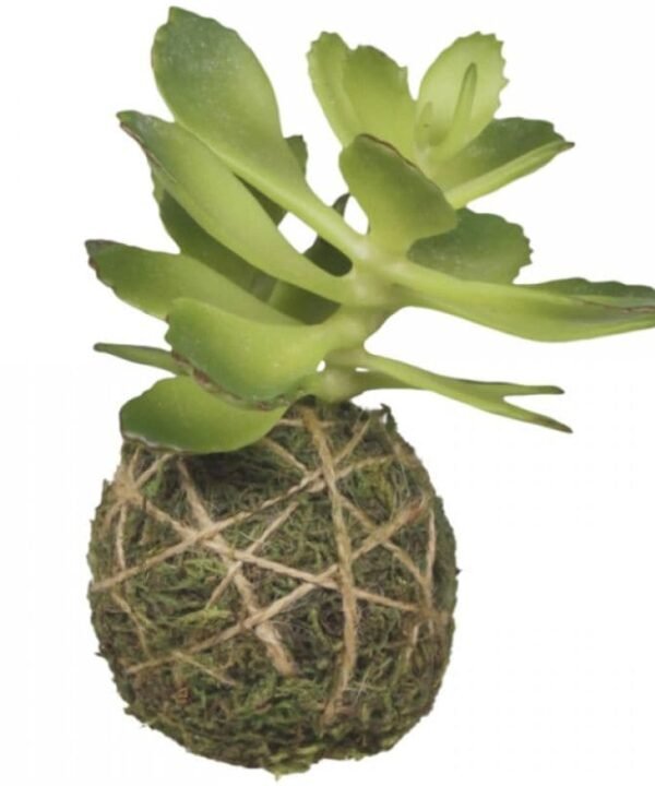 Fleur Succulent with Moss Ball - 10cm | Decorative Accessories | Faux Plants | The Elms