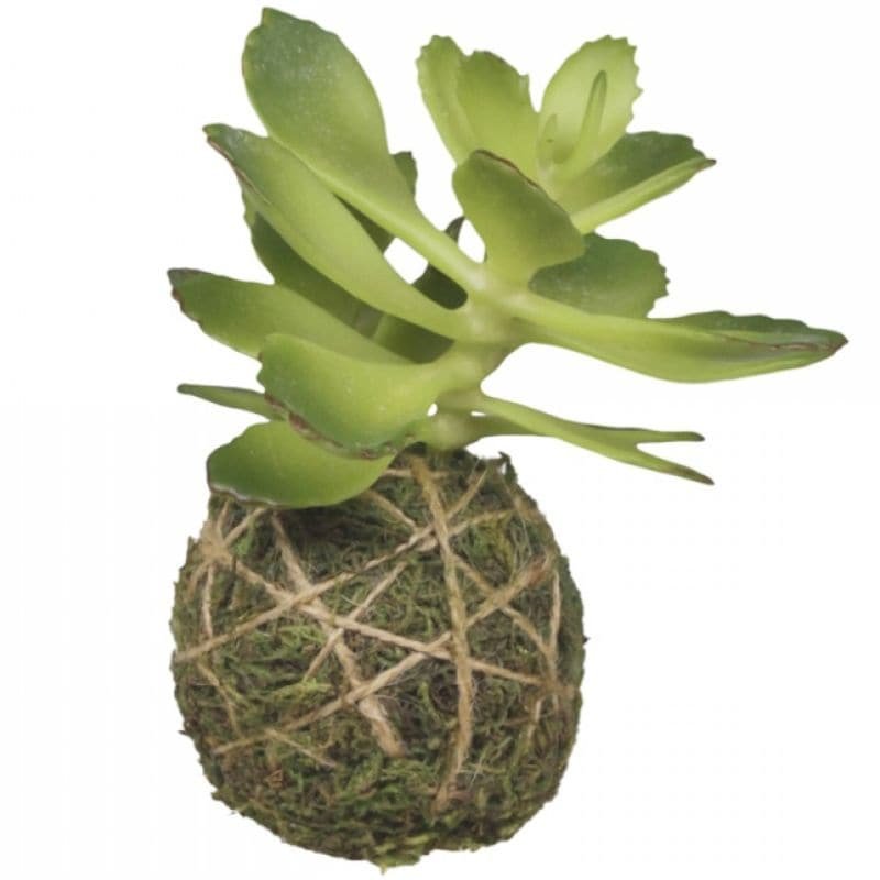 Fleur Succulent with Moss Ball - 10cm | Decorative Accessories | Faux Plants | The Elms