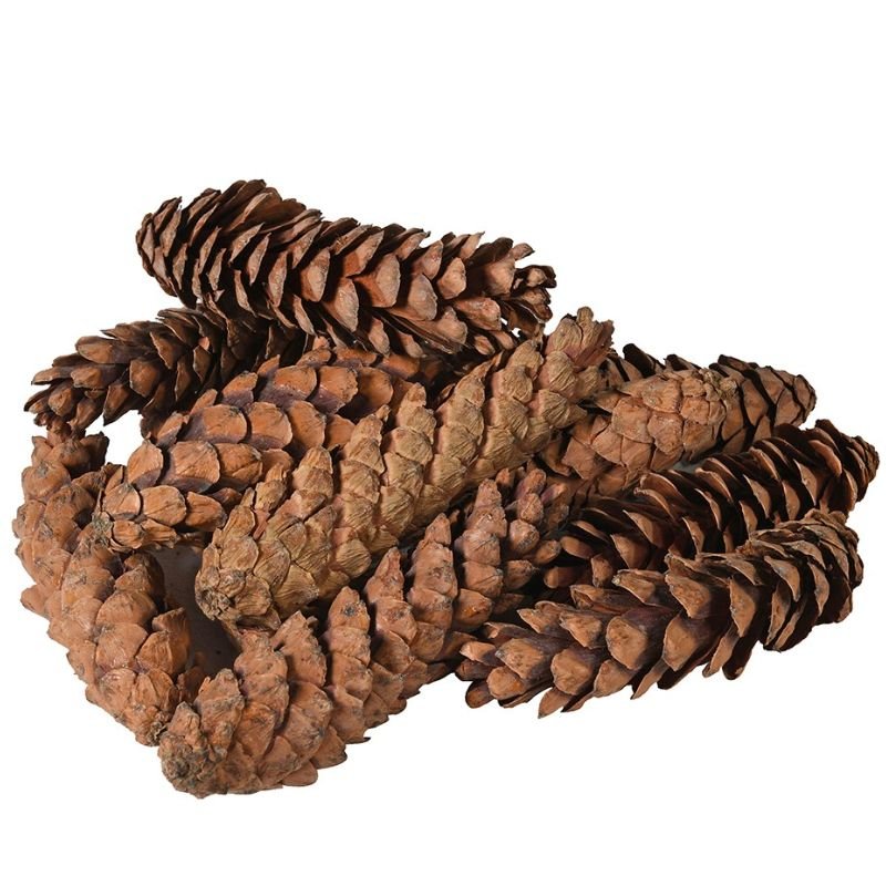 Natural Strobus Pinecones - Bag of 12 | Christmas | Christmas Decorative Accessories | The Elms